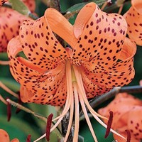 Lalia Tiger Orange