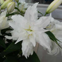 Lalia plná Lotus Ice