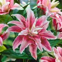 Lalia plná Distant Drum