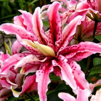 Lalia plná Magic Star