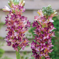 Tuberoza Pink Sapphire