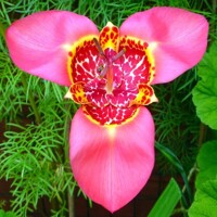 Tigridia Pink - 10 ks v balení