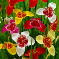 Tigridia Mix - 10 ks v balení