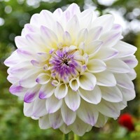 Dahlia nízka Wittem