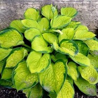 Hosta Rainforest Sunrise