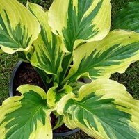 Hosta Paisley Border