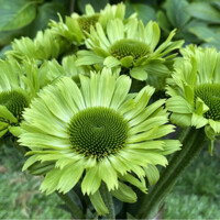 Echinacea Green Jewel