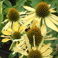 Echinacea Mellow Yellow