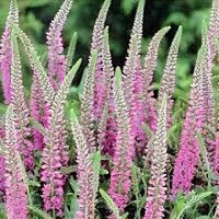 Veronica Inspire Rose