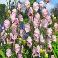 Aconitum Rubellum