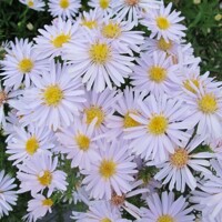 Astra Schneekissen