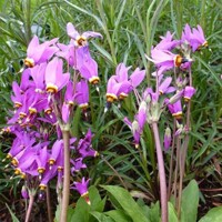 Dodecatheon Queen Victoria