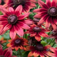 Rudbeckia Cherry Brandy