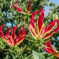 Gloriosa Rothschildiana
