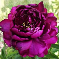 Pivonky W. F. Turner