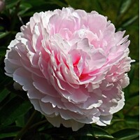 Pivonky Myrtle Gentry