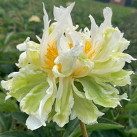 Pivonky Green Lotus