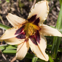 Laliovka Wild Horses