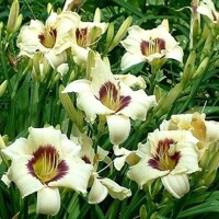 Laliovka Pandoras Box