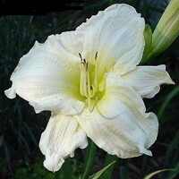 Laliovka White Temptation