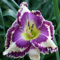 Laliovka Punchy Purple