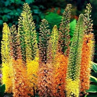 Fakľa Ruiter Hybrid Mix