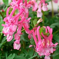Corydalis Beth Evans - 5 ks v balení