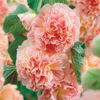 Alcea Rosea Peaches and Dream