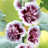 Alcea Rosea Creme De Cassis