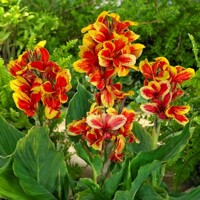 Canna Queen Charlotte