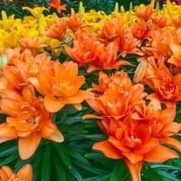 Lalia nízka Tiny Double Dutch