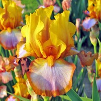 Iris veľkokvetý Brown Lasso
