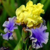 Iris veľkokvetý Edith Wolford