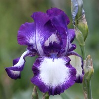 Iris veľkokvetý Going My Way