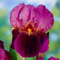 Iris veľkokvetý Senlac