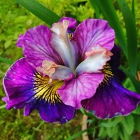 Iris Sibirica Charming Billy