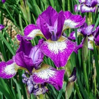 Iris Sibirica Currier