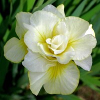 Iris Sibirica Double Play