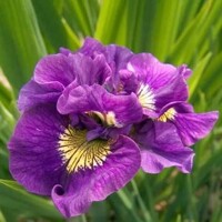 Iris Sibirica Double Standard