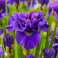 Iris Sibirica Kaboom