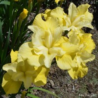Iris Sibirica Kiss The Girl