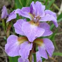 Iris Sibirica Kita No Sheiza