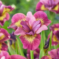 Iris Sibirica Ruby Gold