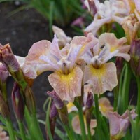 Iris Sibirica Sandy River Belle