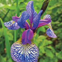 Iris Sibirica Shakers Prayer