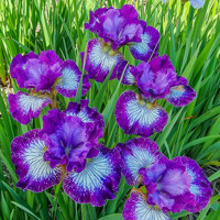 Iris Sibirica Something Schocking