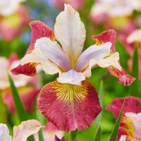 Iris Sibirica Sugar Rush
