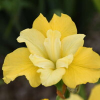 Iris Sibirica Yellow