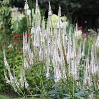 Veronicastrum Diana