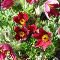 Pulsatilla Pulsar Red Sgades